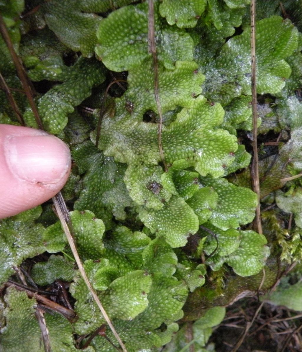 Epatica valdostana: Conocephalum conicum